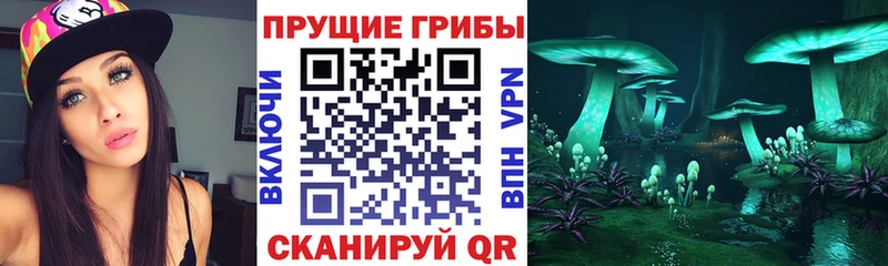 купить наркотики сайты blacksprut сайт это состав Жиздра Псилоцибиновые грибы Cubensis